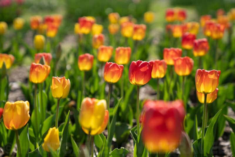 Field of red and yellow tulips glowing in warm backlit sunshine
