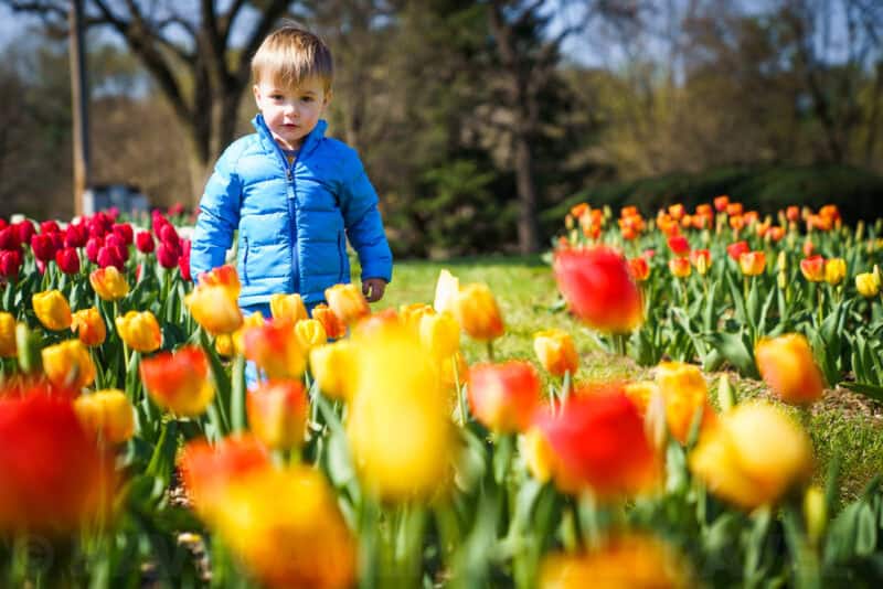 Toddler in a blue jacket standing among rows of red and yellow tulips in a garden
