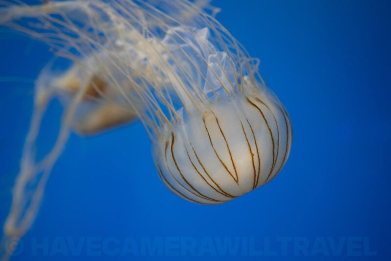 Translucent jellyfish with long trailing tentacles glowing against a bright blue background