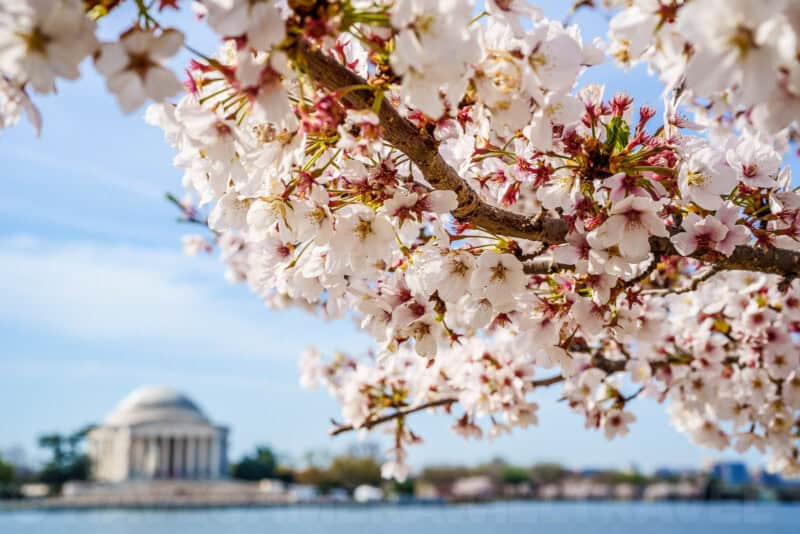 Cherry blossom branches framing the distant domed Jefferson Memorial across the Tidal Basin