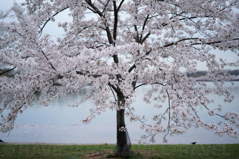 DC Cherry Blossom Watch Update: April 11, 2018