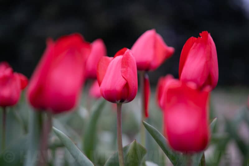 Cluster of deep red tulips glowing softly against a dark blurred background