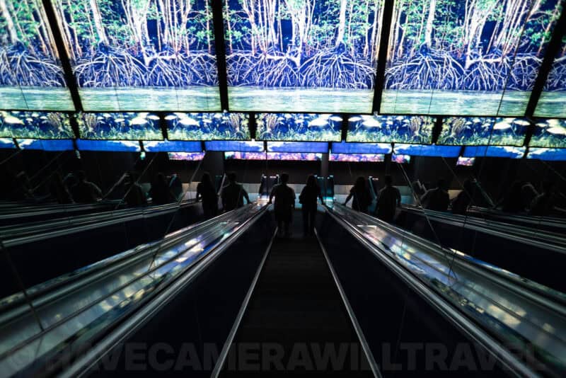 Escalators descending toward an aquarium tunnel display with mangrove tree root imagery overhead