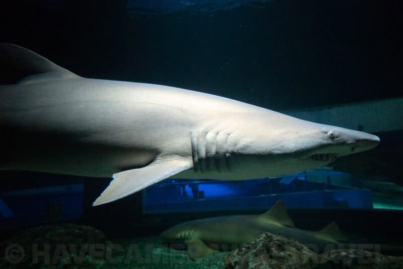 Sand tiger shark gliding past the glass of an aquarium tank with another shark below