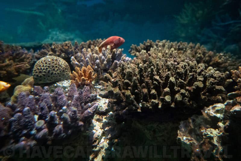Coral reef formations in shades of purple and tan with a red fish swimming through an aquarium tank