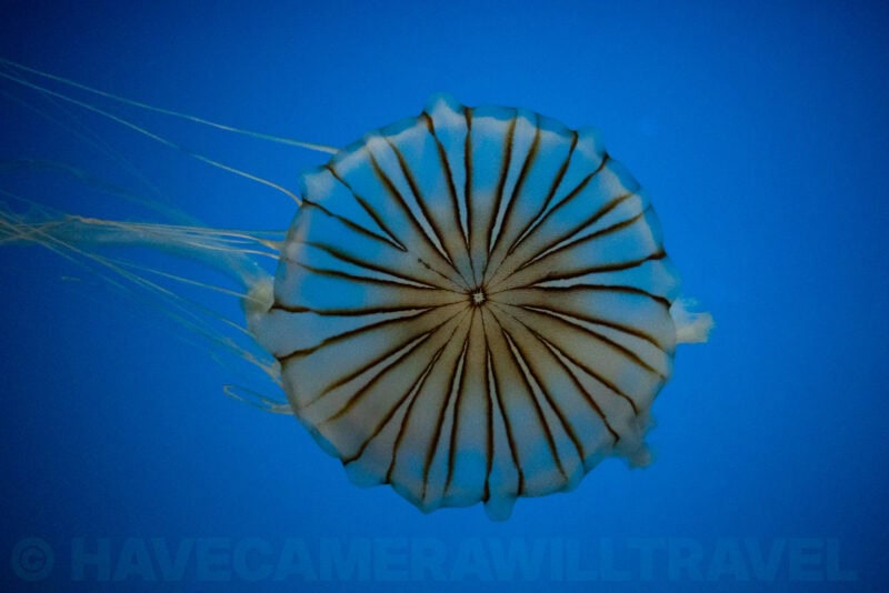 Jellyfish with radiating brown stripes and trailing tentacles glowing against deep blue aquarium water