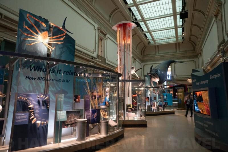 Museum ocean exhibit hall with a hanging jellyfish display, shark models, and marine information panels