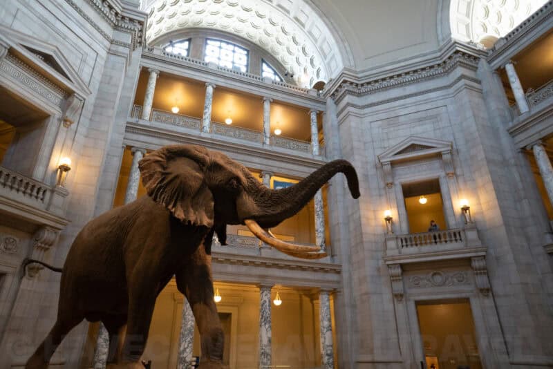 Taxidermy elephant with raised trunk beneath the domed marble rotunda of a natural history museum