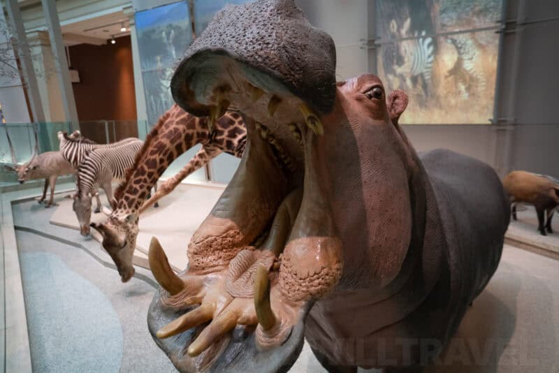 Taxidermy hippopotamus with mouth agape in the foreground of a museum diorama with zebras and a giraffe