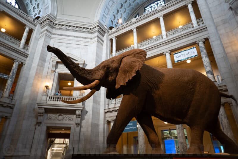 Taxidermy elephant with raised trunk standing beneath the marble rotunda of the Smithsonian National Museum of Natural History