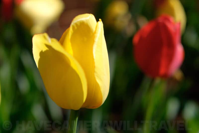 Fujifilm Fujinon XF 18-55mm f/2.8-4 Zoom Lens Sample Image