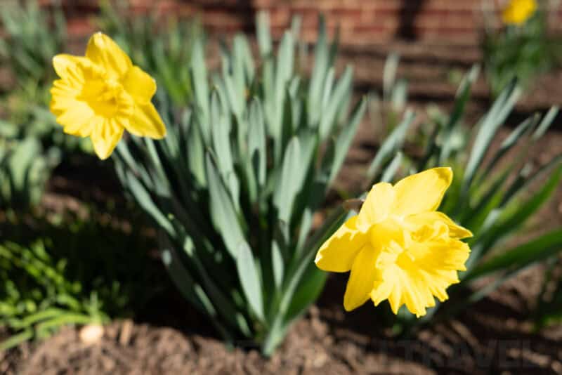 Fujifilm X-T2 Sample Image