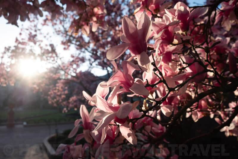 Fujifilm X-T2 Sample Image