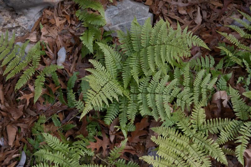 Fujifilm X-T3 Sample Image
