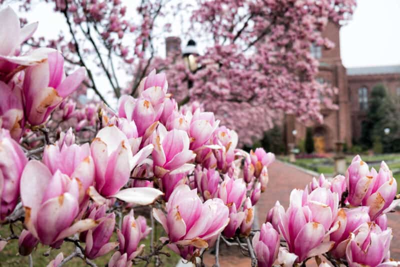 Saucer Magnolias at the Smithsonian Castle