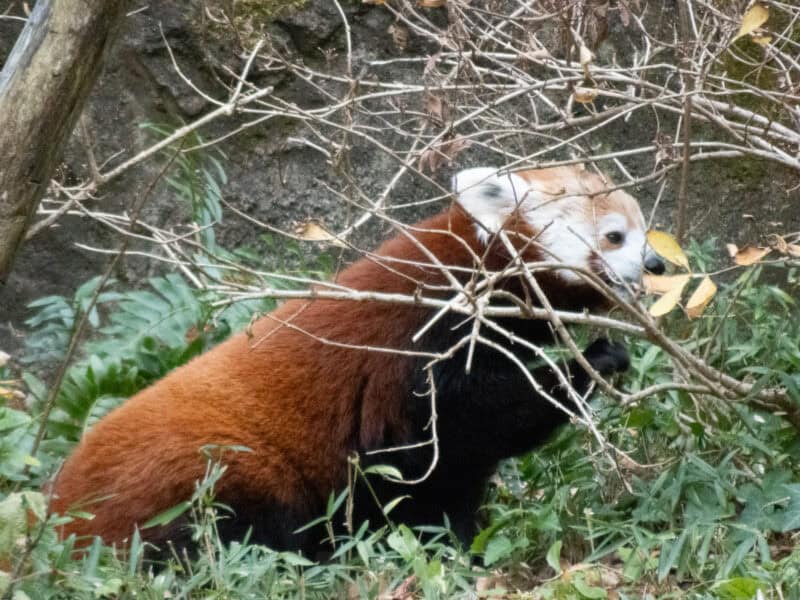 Red panda foraging among dry branches and green undergrowth