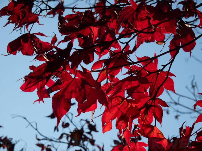 Backlit red maple leaves glowing against a clear blue autumn sky
