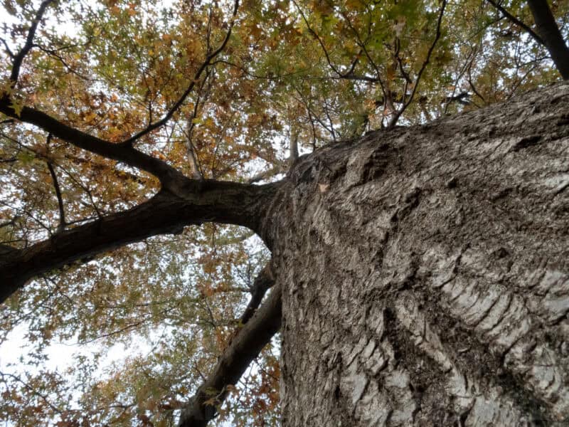 Autumn leaves on a tree branch viewed from below against textured bark