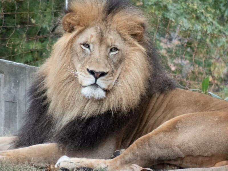 Male lion with a full mane resting and looking directly at the camera