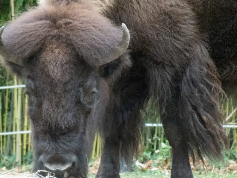 American bison's shaggy head and horns seen close up against a bamboo fence