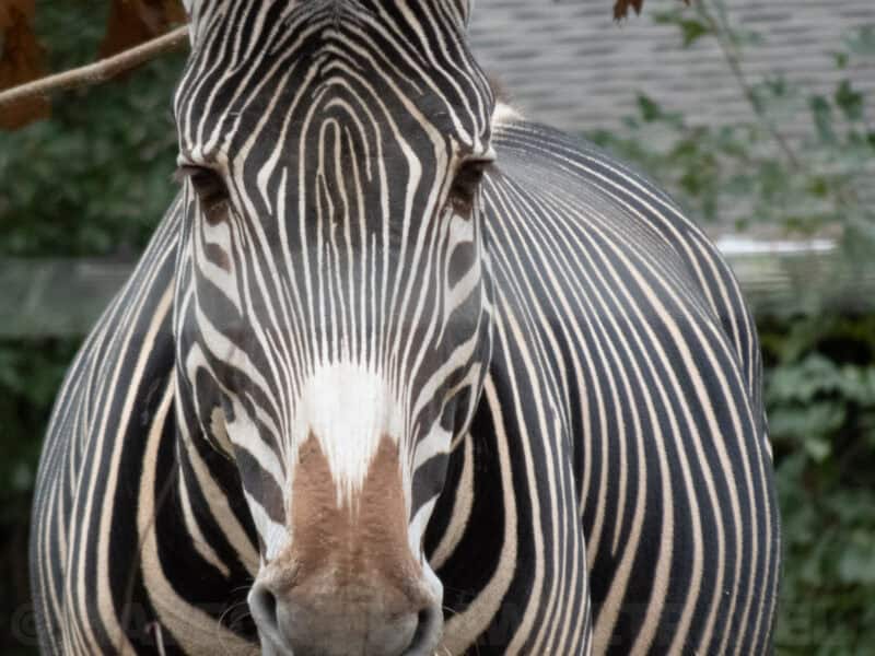 Close-up frontal portrait of a Grevy's zebra showing its narrow black and white stripe pattern