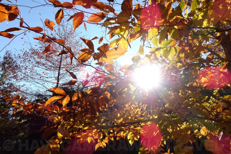 Sun flare shining through golden autumn leaves on a tree branch