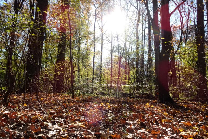 Sunlight streaming through a forest canopy over a leaf-covered woodland floor