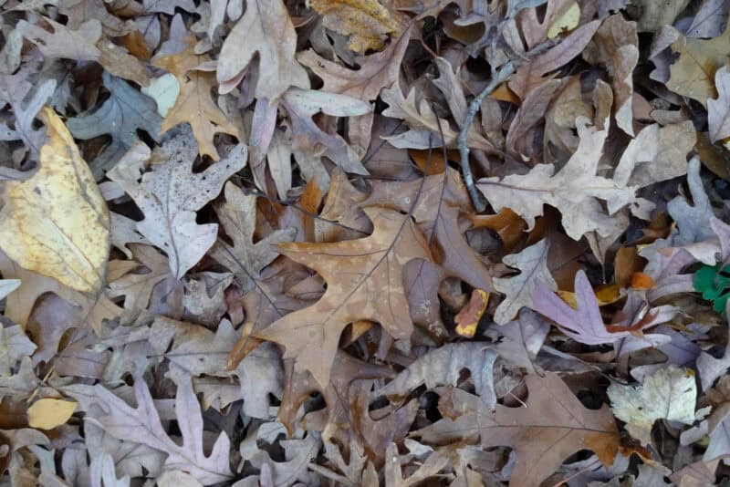 Pile of fallen brown oak leaves covering the ground in close-up detail
