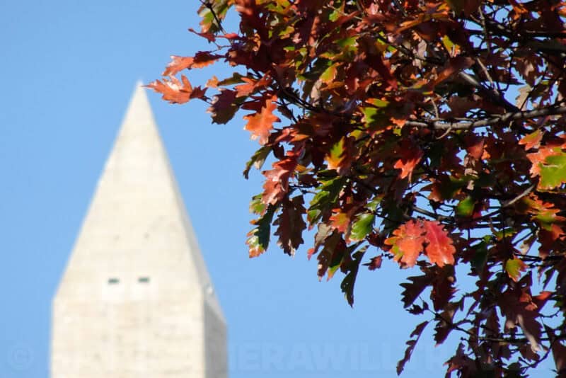 Washington Monument's pointed tip rising behind autumn tree branches
