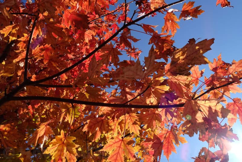 Sunlit orange and red maple leaves photographed from below against a blue sky