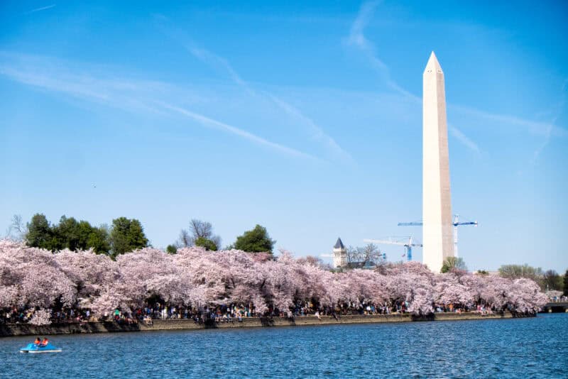 Washington DC Cherry Blossoms: April 12, 2014