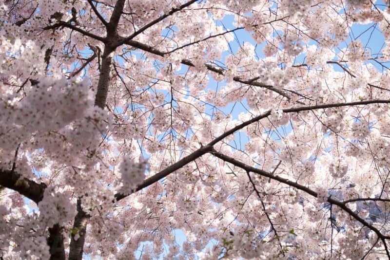 Washington DC Cherry Blossoms: April 12, 2014