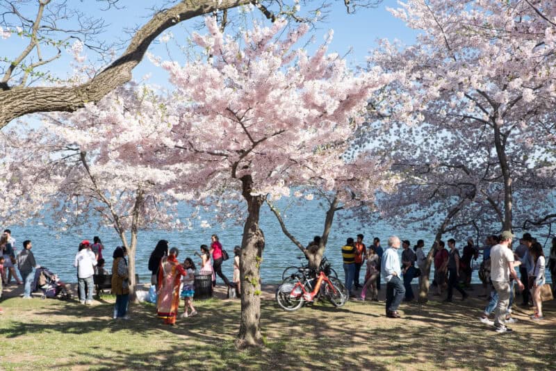 Washington DC Cherry Blossoms: April 12, 2014