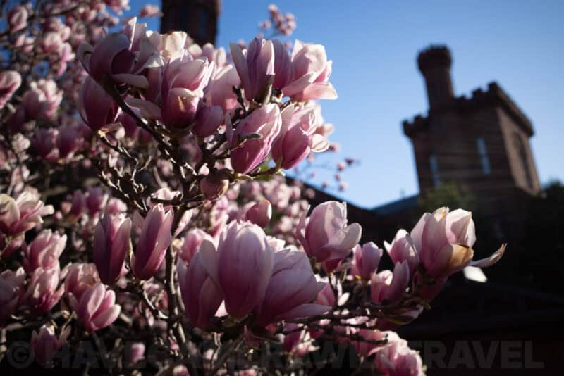 Pink magnolia blossoms in close-up with the Smithsonian Castle tower behind