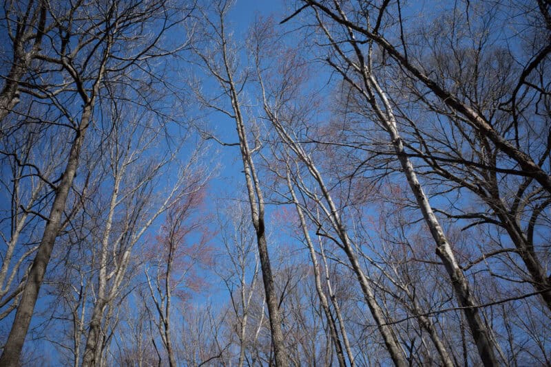 Bare tree branches against a clear blue sky viewed from below