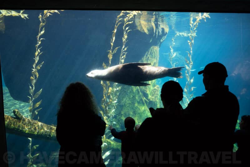 Silhouetted visitors watching a sea lion swim past a kelp tank at an aquarium