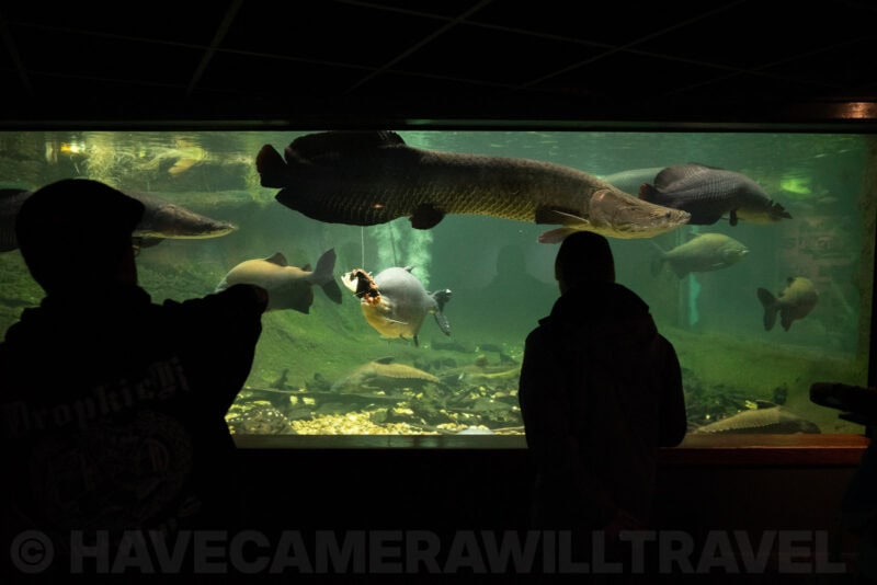 Silhouetted visitors watching a large fish and turtle in a dim aquarium tank