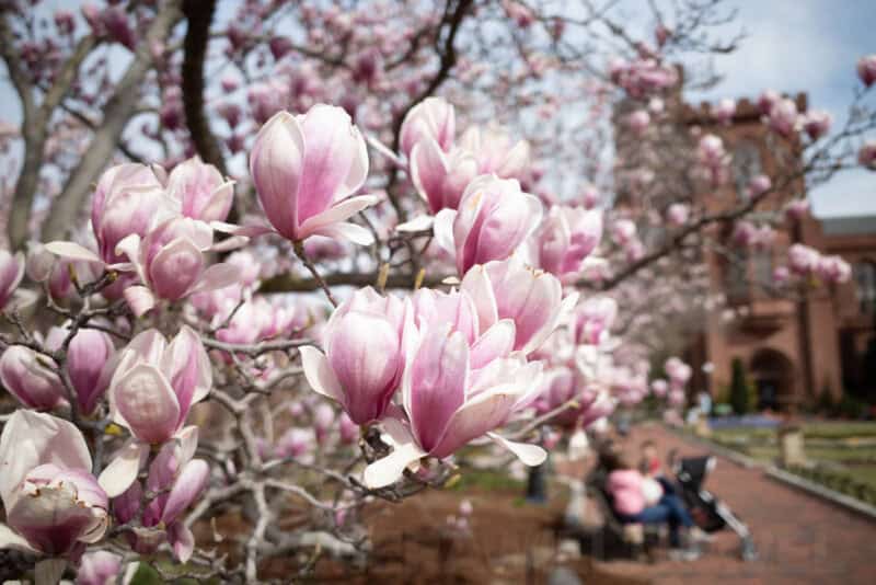 Pink magnolia blossoms with the Smithsonian Castle tower blurred in the background