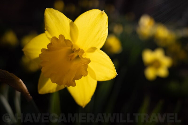 Close-up of a bright yellow daffodil bloom against a dark background