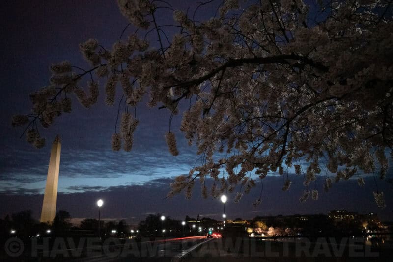 Cherry blossom branch at dusk with the Washington Monument lit in the distance