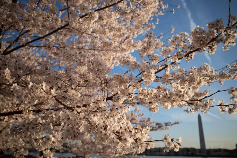Washington DC cherry blossoms in bloom with the Washington Monument in the background