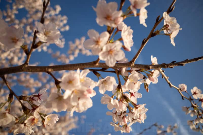 Cherry blossom branches against a blue sky with a faint contrail
