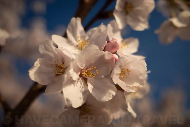 Close-up of white cherry blossoms with yellow stamens against a blue sky