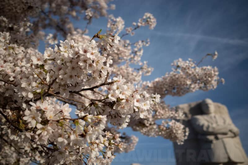 Cherry blossoms in the foreground with the MLK Memorial statue blurred behind