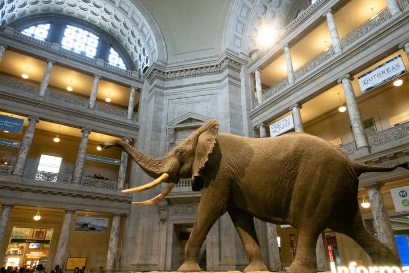 Life-size elephant model beneath the domed rotunda of the Smithsonian Natural History Museum
