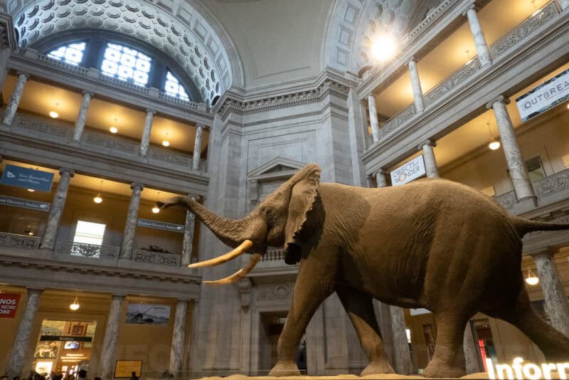 Taxidermy African bush elephant in the rotunda of the Smithsonian National Museum of Natural History