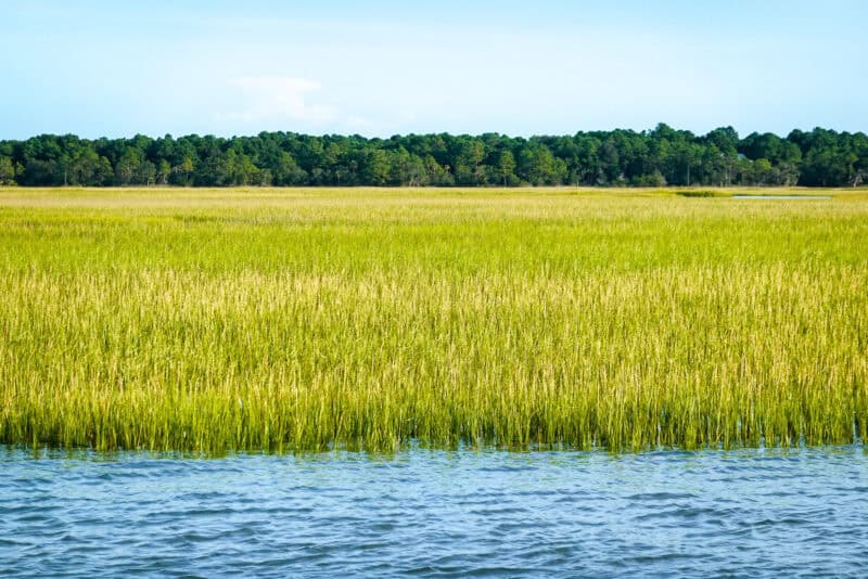 Golden marsh grass along a calm waterway with a treeline in the background