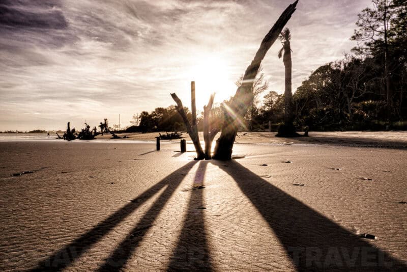 Weathered tree stumps casting long shadows on a beach at sunrise with lens flare