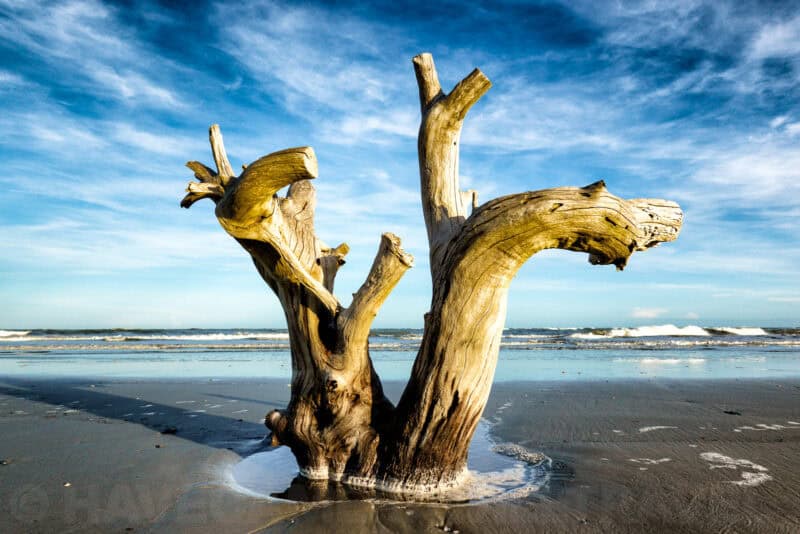 Bleached driftwood tree stump on a beach against a blue sky with wispy clouds