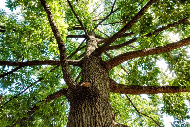 Sunlight filtering through a leafy tree canopy viewed from directly below the trunk